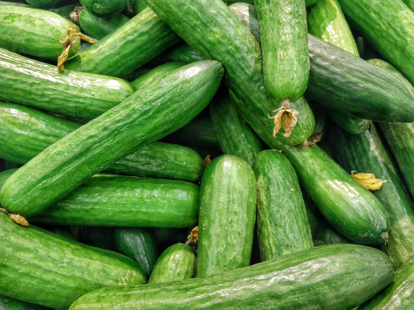 Cucumber - Katrina