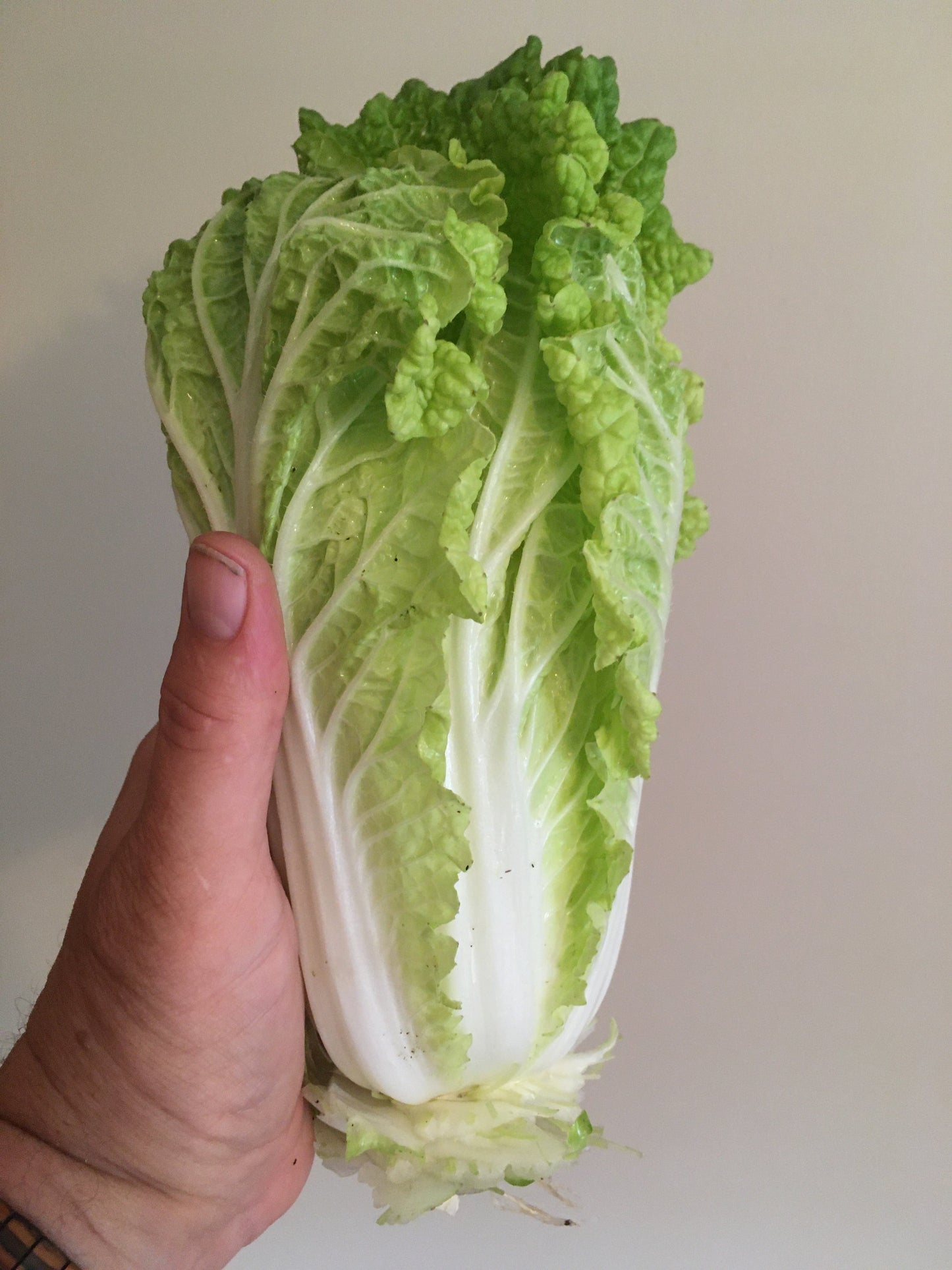 Cabbage - Napa (Chinese)