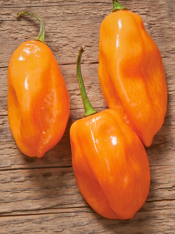 Peppers - Habanero