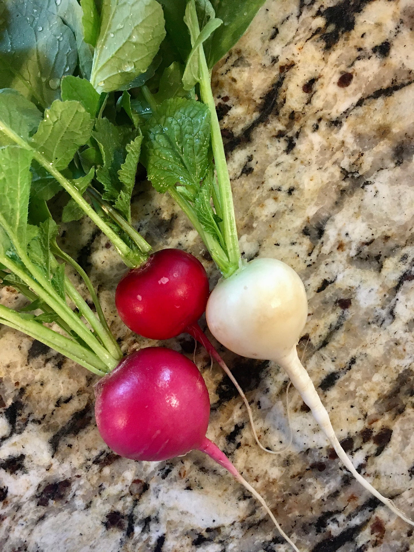 Radishes