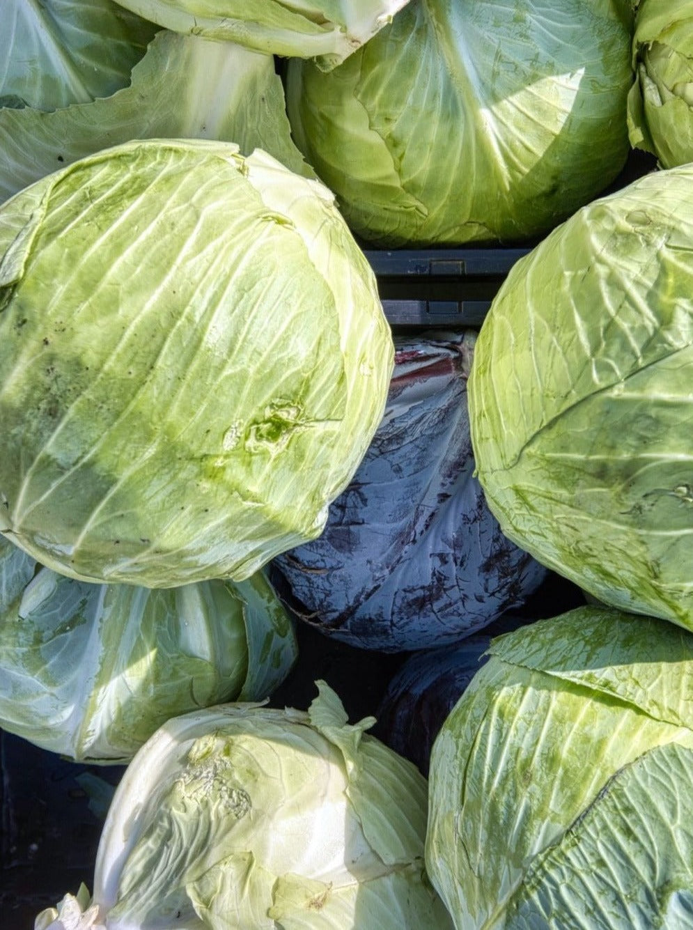 Cabbage