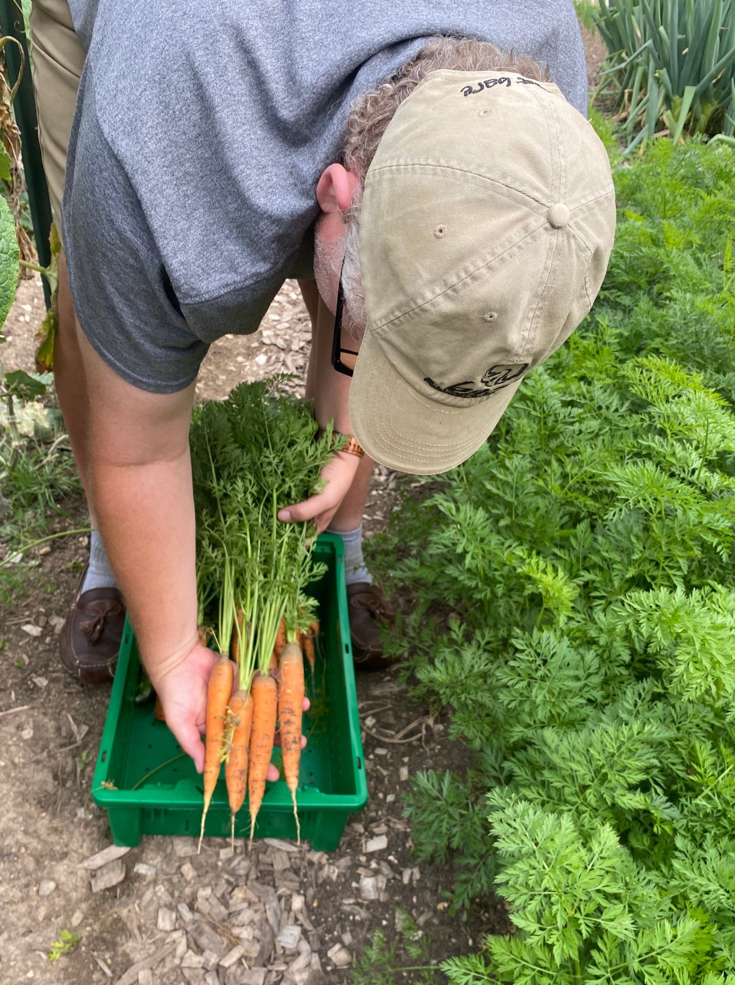 Carrots