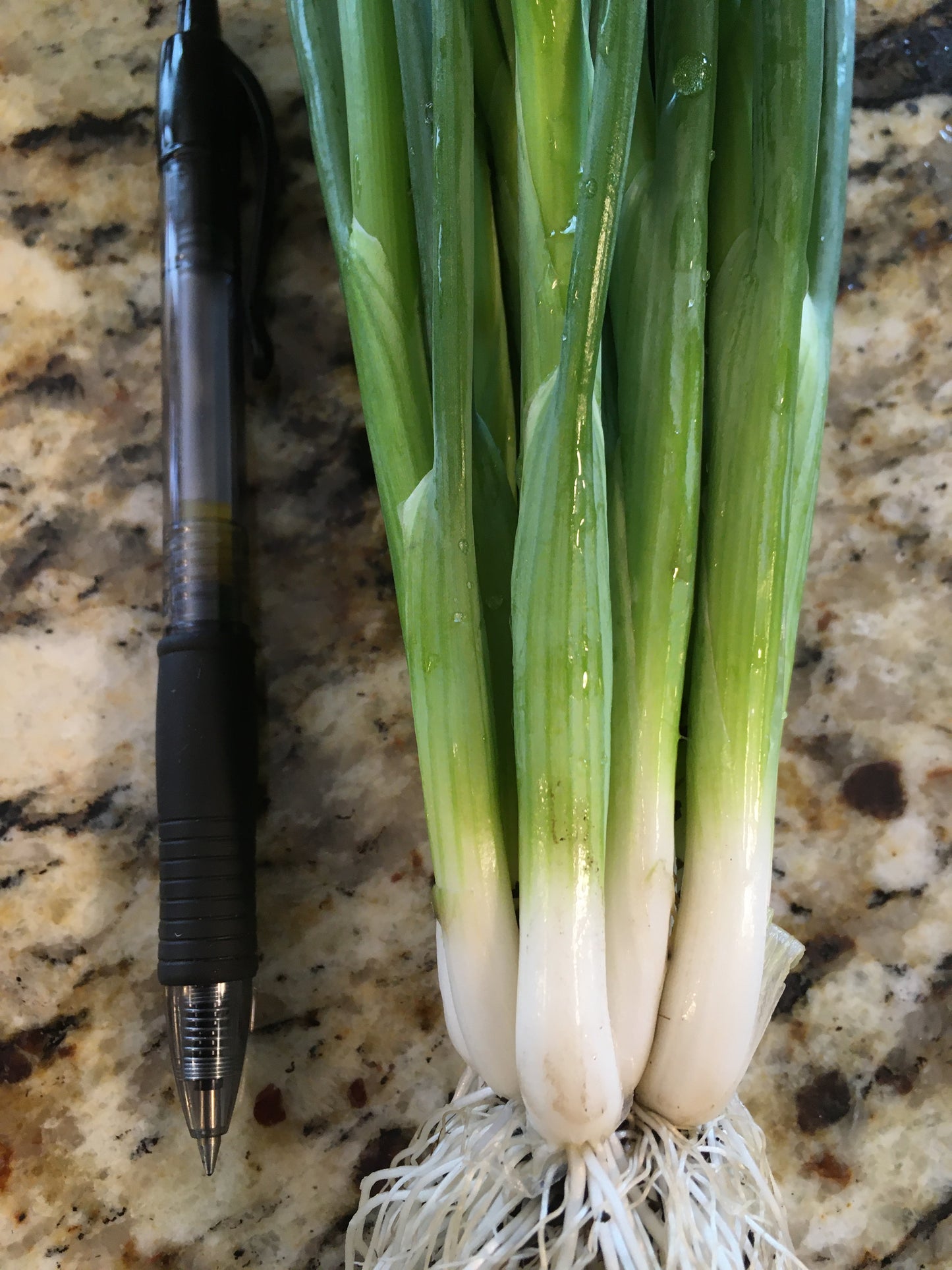 Onion (scallion)