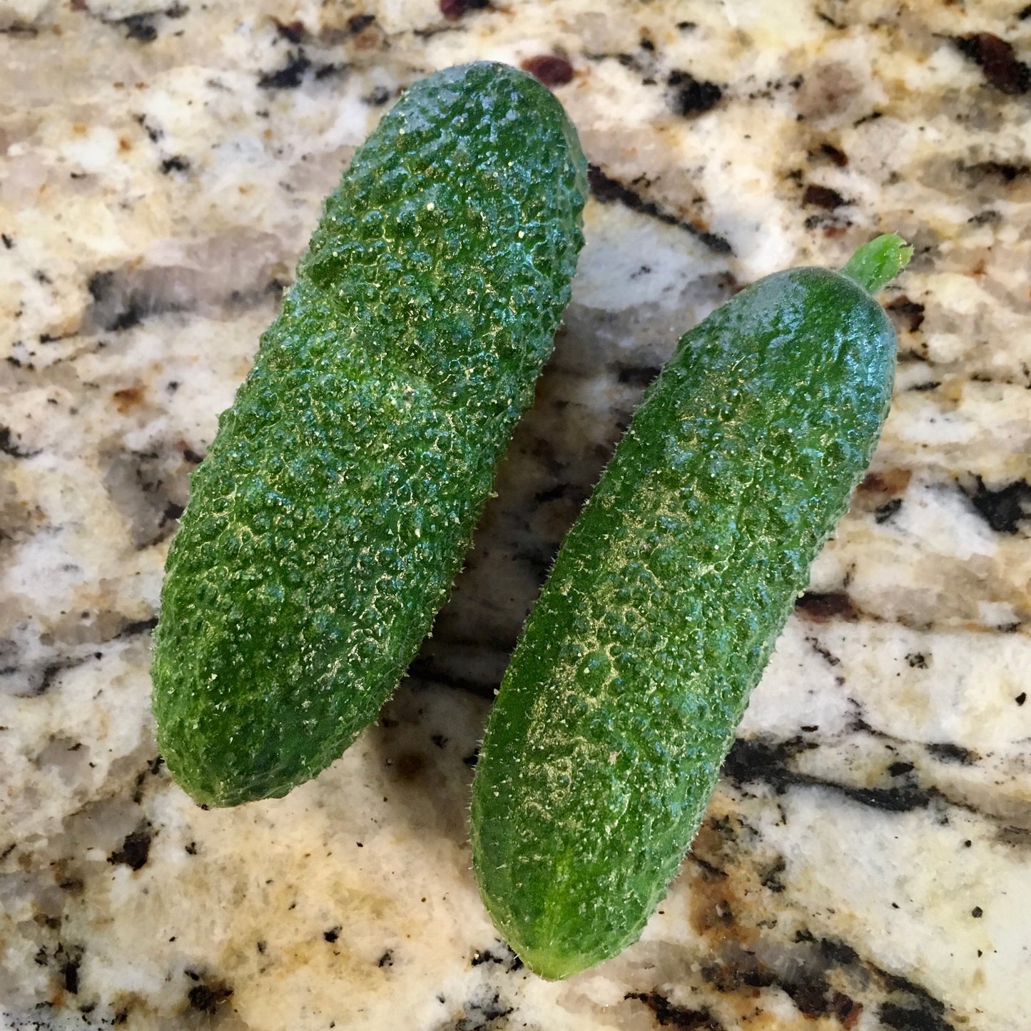 Cucumber (picklers)