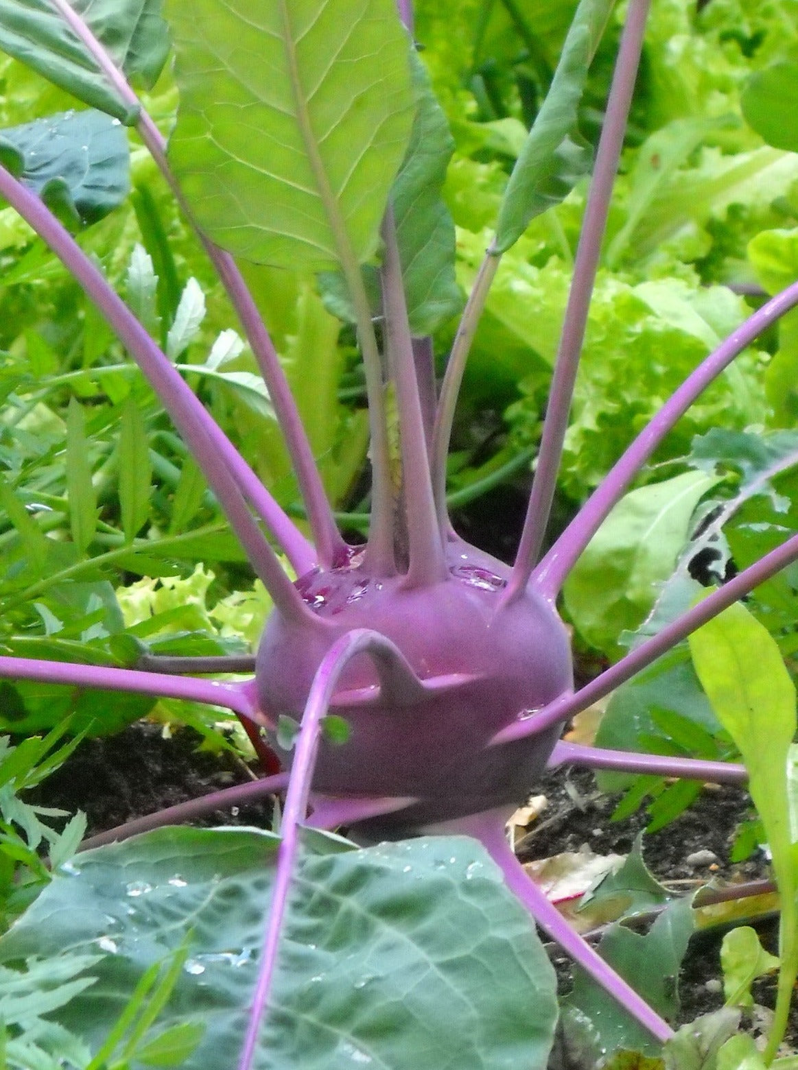 Kohlrabi