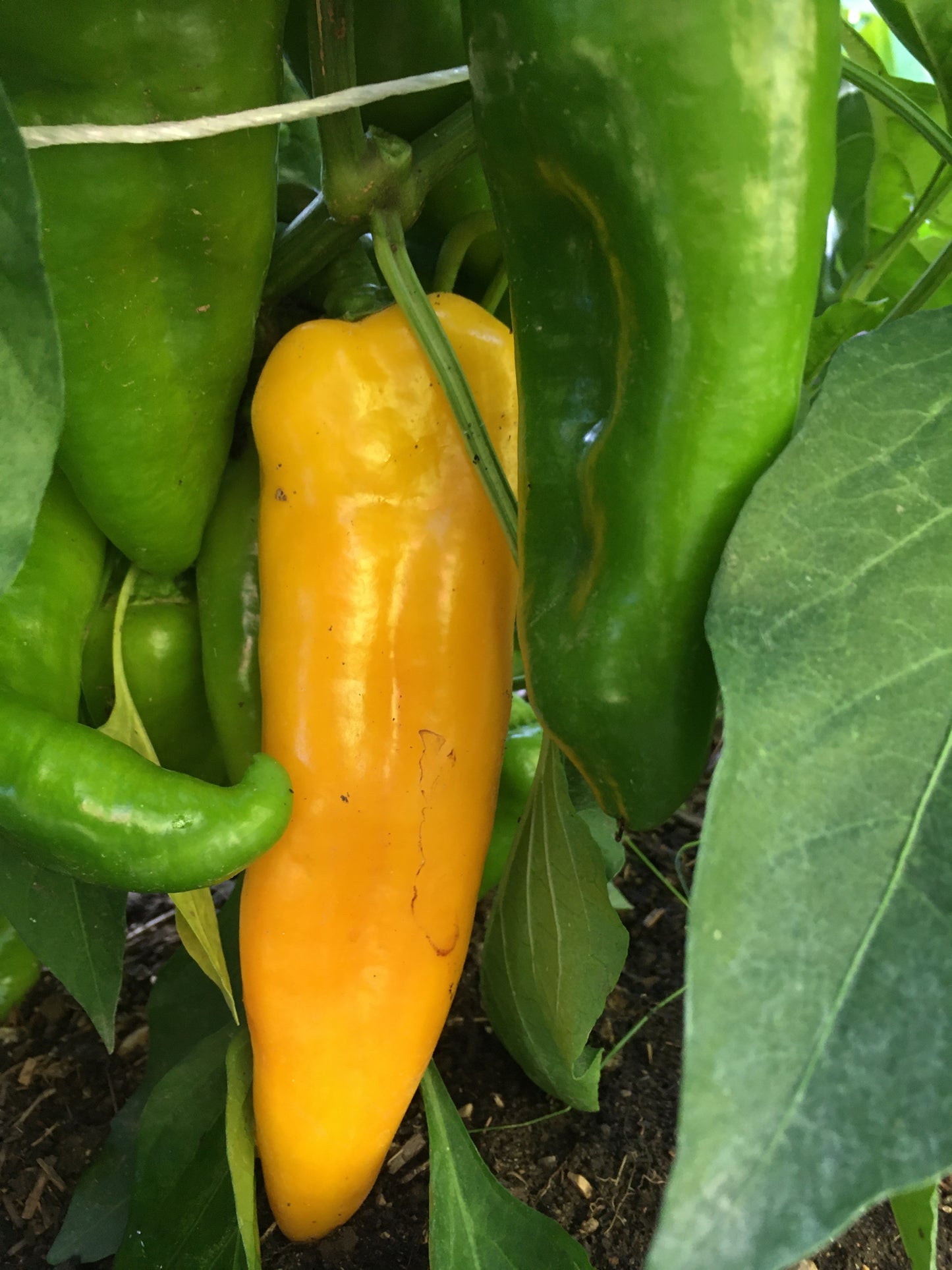 Peppers (Italian, sweet)