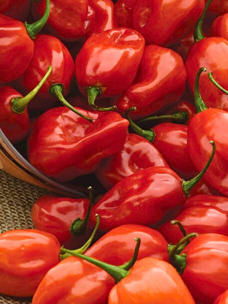 Peppers - Habanero
