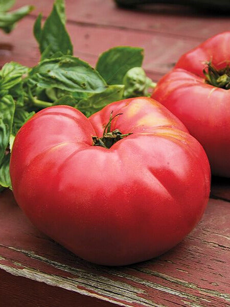 Tomato (Heirloom)