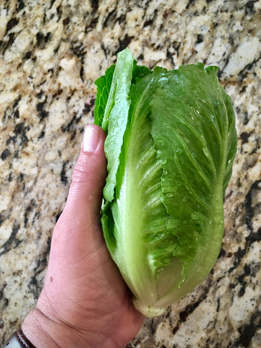 Romaine - NEW for 2023