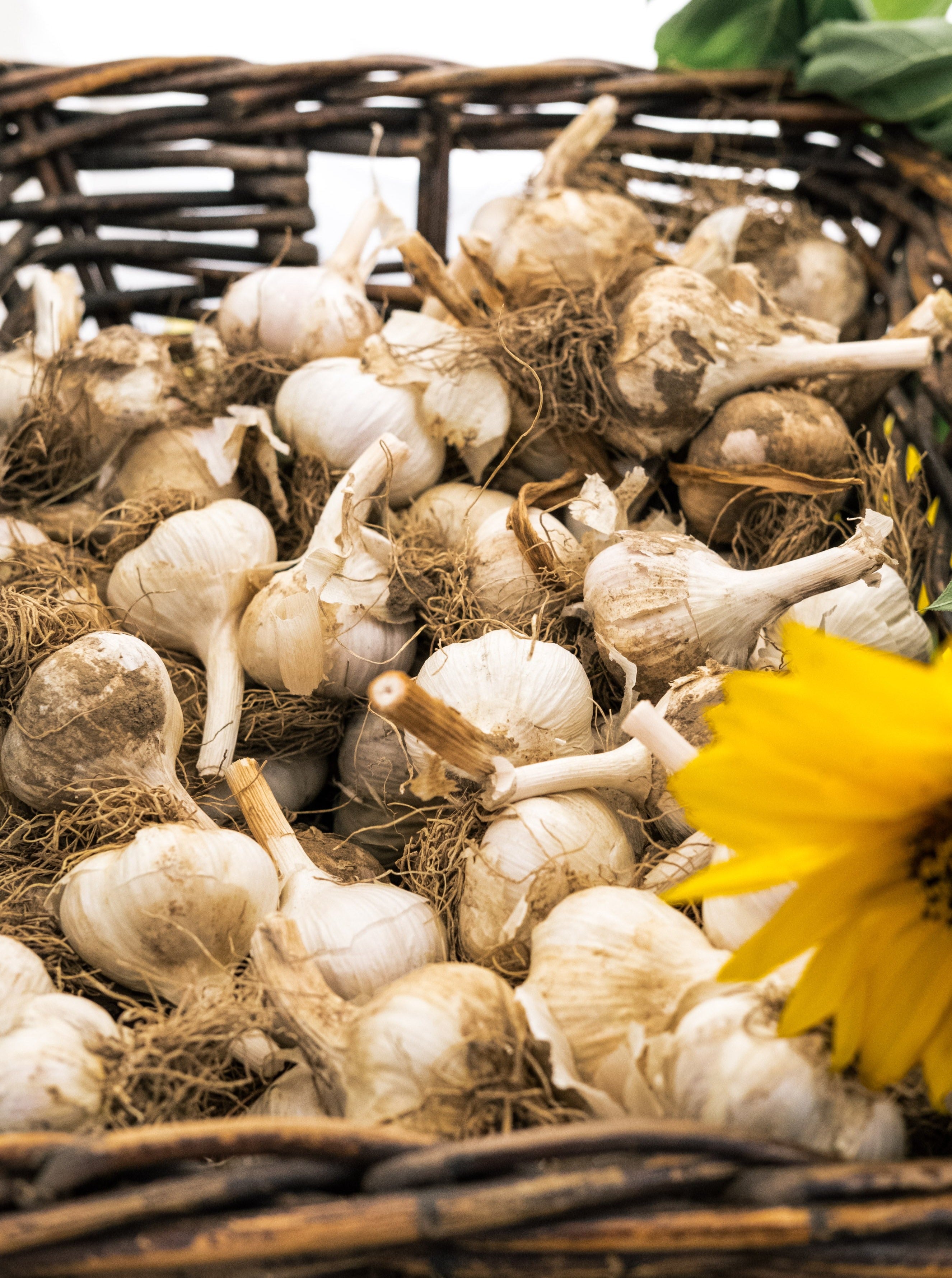 Gourmet Garlic – Turtle Ridge Farmstead
