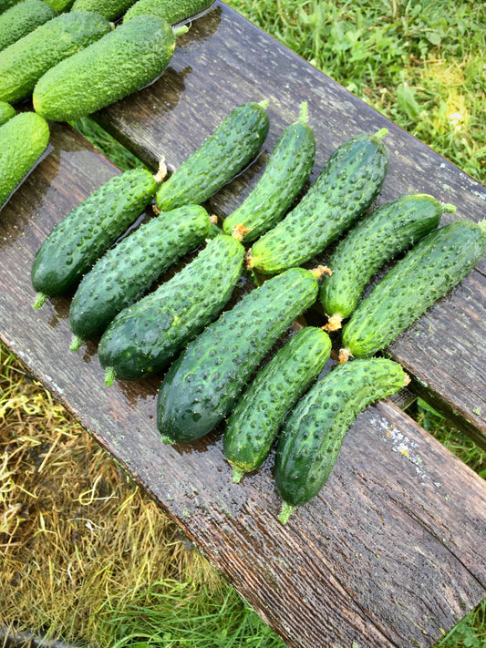 Cucumber (picklers)