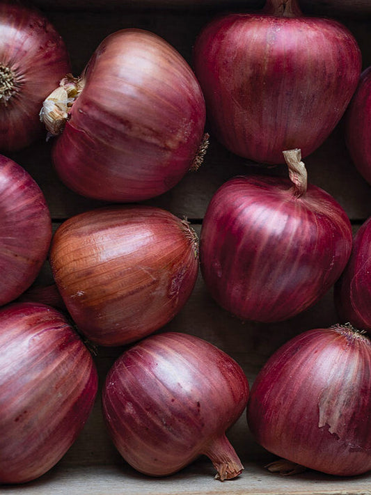 Onion - storage types